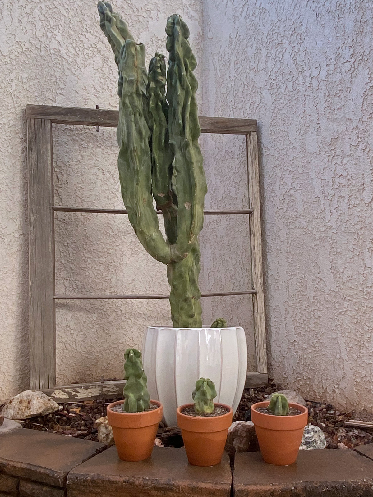 Large totem pole cactus